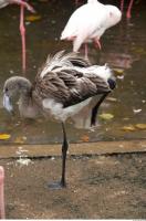 Body texture of gray flamingo 0017